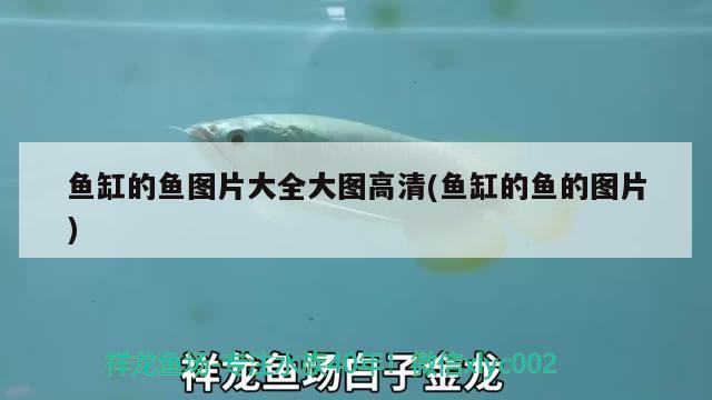 魚缸的魚圖片大全大圖高清(魚缸的魚的圖片)