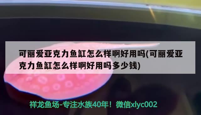 可麗愛亞克力魚缸怎么樣啊好用嗎(可麗愛亞克力魚缸怎么樣啊好用嗎多少錢) 成吉思汗鯊（球鯊）魚