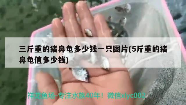 三斤重的豬鼻龜多少錢一只圖片(5斤重的豬鼻龜值多少錢)