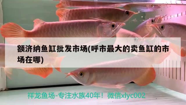 額濟(jì)納魚(yú)缸批發(fā)市場(chǎng)(呼市最大的賣(mài)魚(yú)缸的市場(chǎng)在哪) 大嘴鯨魚(yú) 第1張