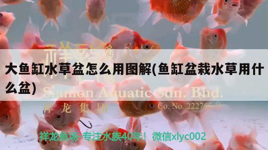 大魚缸水草盆怎么用圖解(魚缸盆栽水草用什么盆) 水草