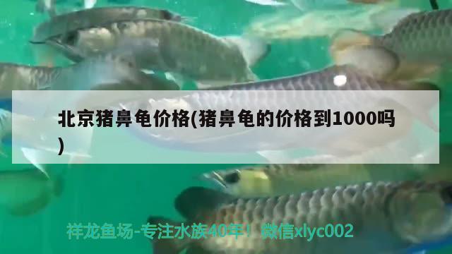 北京豬鼻龜價格(豬鼻龜?shù)膬r格到1000嗎) 豬鼻龜