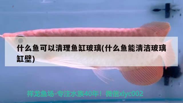 什么魚(yú)可以清理魚(yú)缸玻璃(什么魚(yú)能清潔玻璃缸壁) 虎斑恐龍魚(yú)