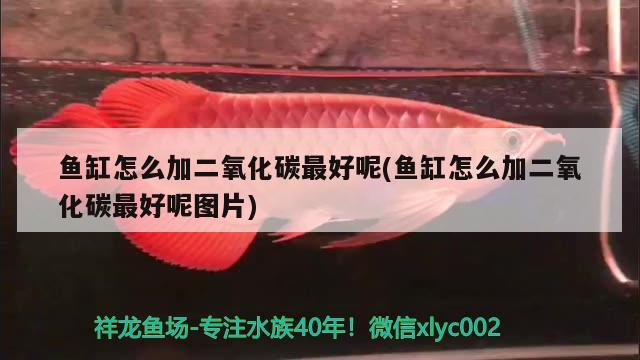 魚缸怎么加二氧化碳最好呢(魚缸怎么加二氧化碳最好呢圖片) 二氧化碳設(shè)備