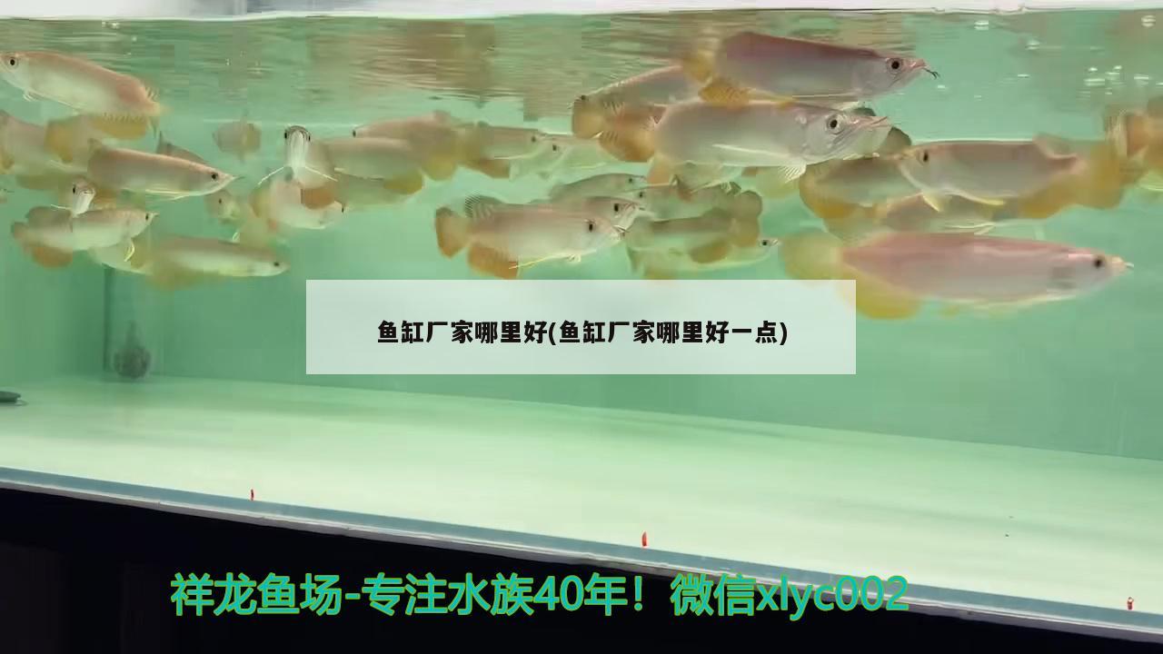 魚缸廠家哪里好(魚缸廠家哪里好一點) 狗頭魚