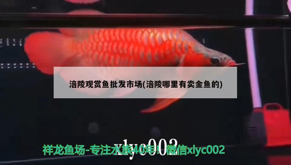 涪陵觀賞魚批發(fā)市場(chǎng)(涪陵哪里有賣金魚的) 觀賞魚批發(fā)