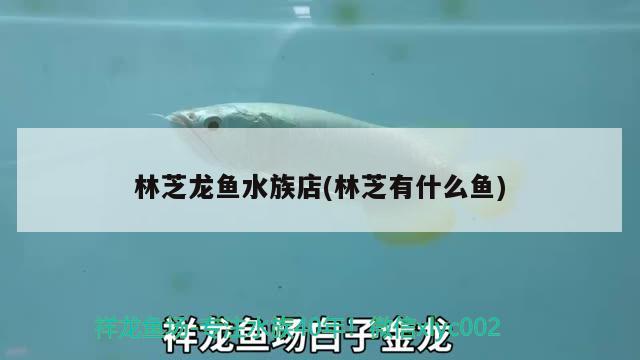 林芝龍魚水族店(林芝有什么魚) 紅老虎魚