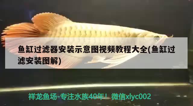 魚缸過濾器安裝示意圖視頻教程大全(魚缸過濾安裝圖解)