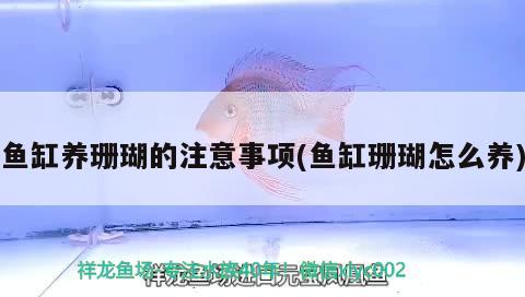 魚缸養(yǎng)珊瑚的注意事項(xiàng)(魚缸珊瑚怎么養(yǎng)) 印尼虎苗