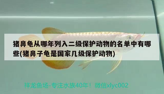 豬鼻龜從哪年列入二級保護動物的名單中有哪些(豬鼻子龜是國家?guī)准壉Ｗo動物) 豬鼻龜