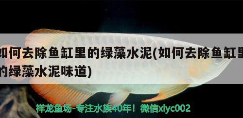 如何去除魚缸里的綠藻水泥(如何去除魚缸里的綠藻水泥味道) 噴點(diǎn)菠蘿魚