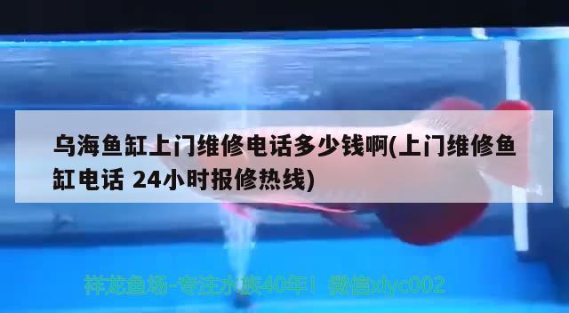 烏海魚缸上門維修電話多少錢啊(上門維修魚缸電話24小時報修熱線) 蝴蝶鯉魚苗