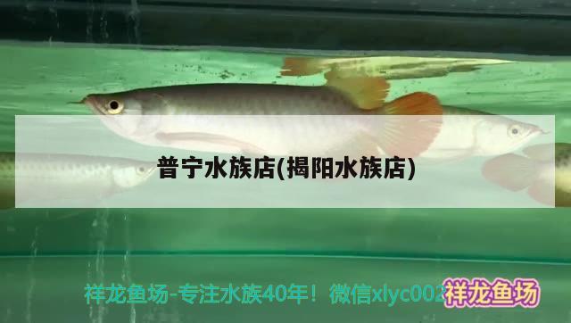 普寧水族店(揭陽水族店) 噴點菠蘿魚