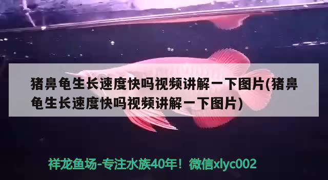 豬鼻龜生長速度快嗎視頻講解一下圖片(豬鼻龜生長速度快嗎視頻講解一下圖片) 豬鼻龜