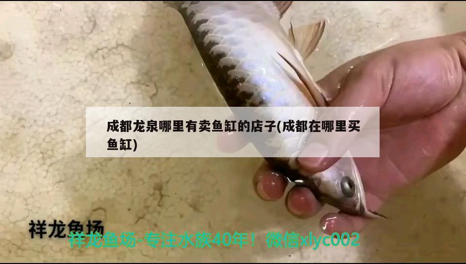 成都龍泉哪里有賣魚缸的店子(成都在哪里買魚缸) 觀賞魚水族批發(fā)市場