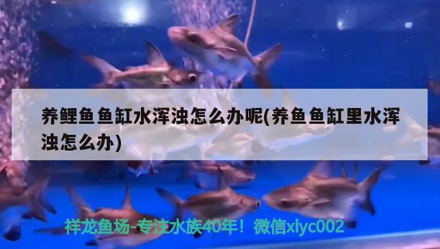 養(yǎng)鯉魚魚缸水渾濁怎么辦呢(養(yǎng)魚魚缸里水渾濁怎么辦) 進口元寶鳳凰魚