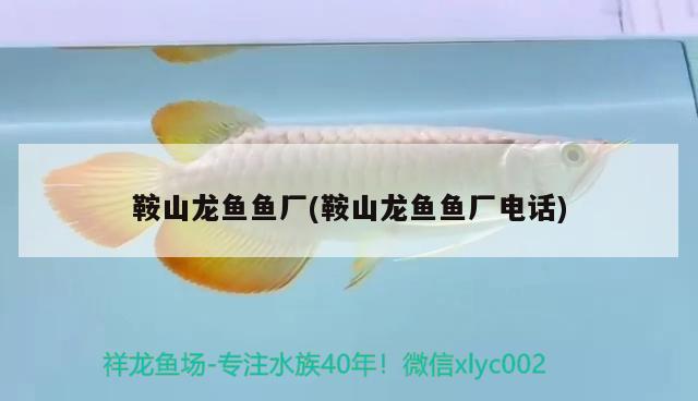 鞍山龍魚魚廠(鞍山龍魚魚廠電話) 黑桃A魚