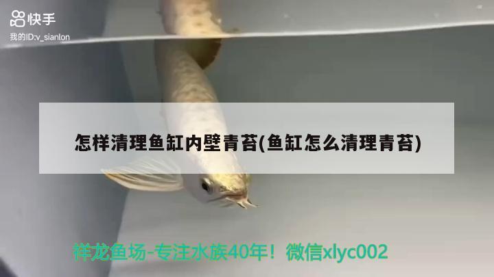 怎樣清理魚缸內壁青苔(魚缸怎么清理青苔)