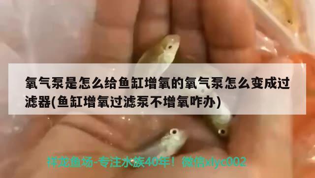 氧氣泵是怎么給魚缸增氧的氧氣泵怎么變成過濾器(魚缸增氧過濾泵不增氧咋辦) 細(xì)線銀版魚