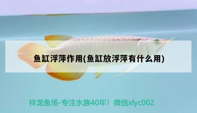 魚缸浮萍作用(魚缸放浮萍有什么用) 黃金貓魚百科