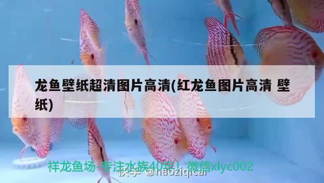 龍魚壁紙超清圖片高清(紅龍魚圖片高清壁紙) 黃金夢幻雷龍魚