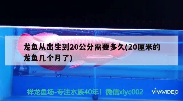 龍魚(yú)從出生到20公分需要多久(20厘米的龍魚(yú)幾個(gè)月了) 和尚魚(yú)