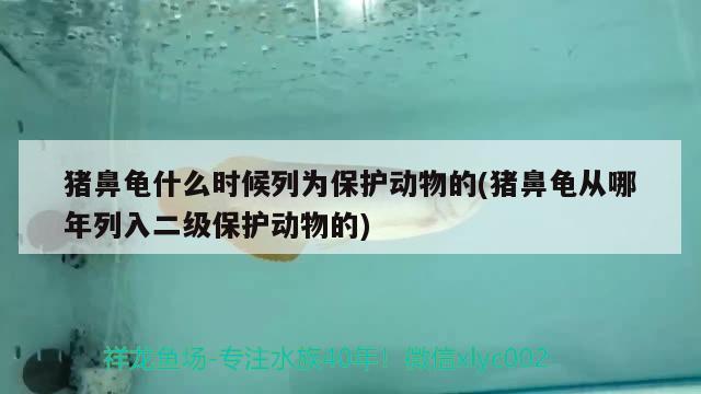 豬鼻龜什么時候列為保護動物的(豬鼻龜從哪年列入二級保護動物的) 豬鼻龜