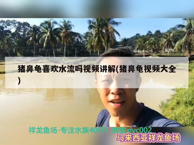 豬鼻龜喜歡水流嗎視頻講解(豬鼻龜視頻大全) 豬鼻龜