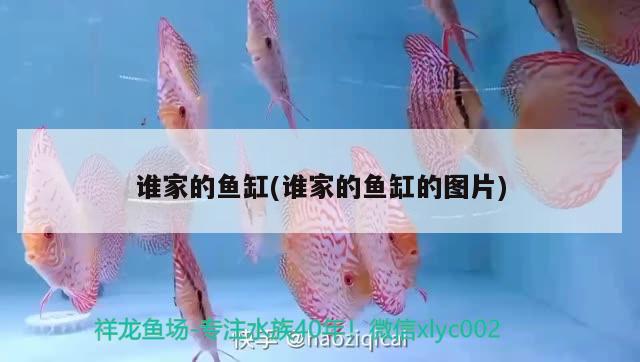 誰家的魚缸(誰家的魚缸的圖片) 祥龍水族護理水