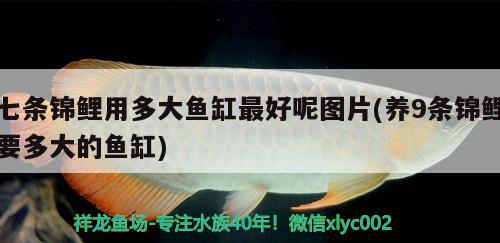 七條錦鯉用多大魚(yú)缸最好呢圖片(養(yǎng)9條錦鯉要多大的魚(yú)缸)