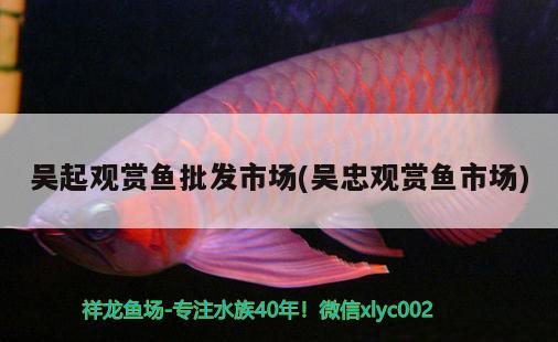 吳起觀賞魚批發(fā)市場(吳忠觀賞魚市場) 觀賞魚批發(fā)