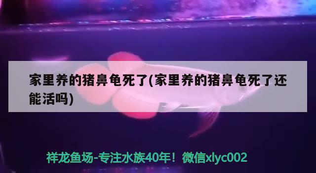 家里養(yǎng)的豬鼻龜死了(家里養(yǎng)的豬鼻龜死了還能活嗎) 豬鼻龜百科