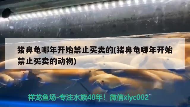 豬鼻龜哪年開始禁止買賣的(豬鼻龜哪年開始禁止買賣的動物) 豬鼻龜百科