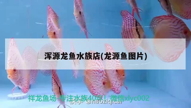 渾源龍魚水族店(龍?jiān)呆~圖片) 黃鰭鯧魚