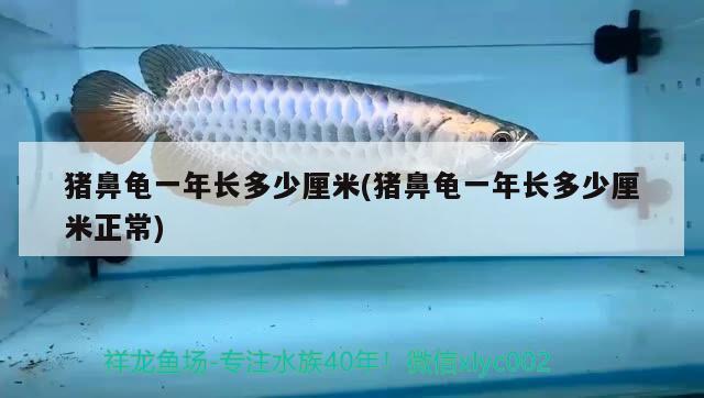 豬鼻龜一年長多少厘米(豬鼻龜一年長多少厘米正常) 豬鼻龜