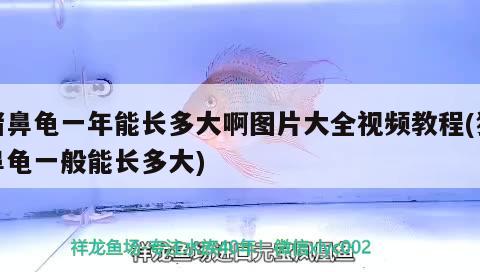 豬鼻龜一年能長(zhǎng)多大啊圖片大全視頻教程(豬鼻龜一般能長(zhǎng)多大) 豬鼻龜