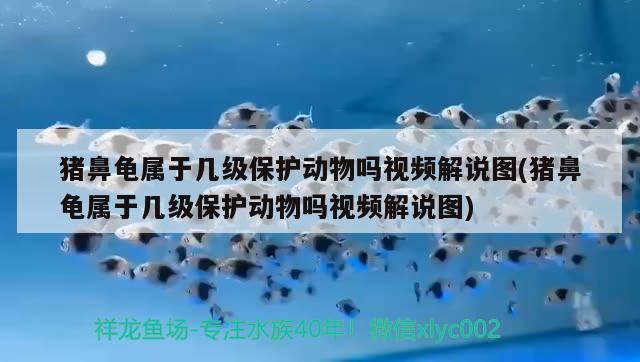 豬鼻龜屬于幾級保護動物嗎視頻解說圖(豬鼻龜屬于幾級保護動物嗎視頻解說圖) 豬鼻龜