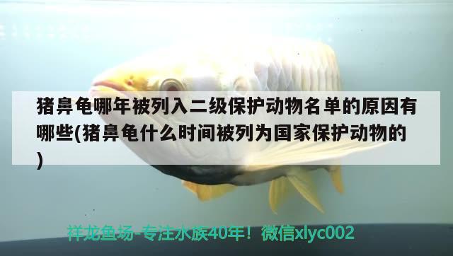 豬鼻龜哪年被列入二級保護(hù)動物名單的原因有哪些(豬鼻龜什么時間被列為國家保護(hù)動物的)