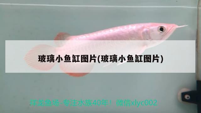 玻璃小魚缸圖片(玻璃小魚缸圖片) 帝王三間魚