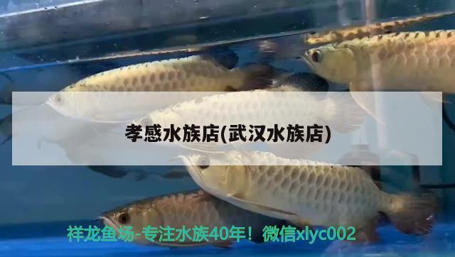 孝感水族店(武漢水族店) 福虎/異型虎魚/純色虎魚