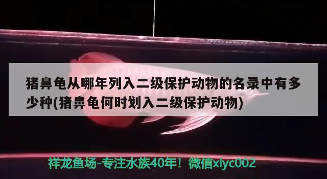 豬鼻龜從哪年列入二級保護動物的名錄中有多少種(豬鼻龜何時劃入二級保護動物)