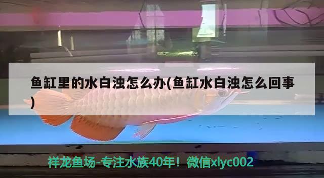 魚缸里的水白濁怎么辦(魚缸水白濁怎么回事) 南美異形觀賞魚