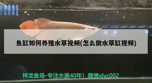 魚缸如何養(yǎng)殖水草視頻(怎么做水草缸視頻) 水草