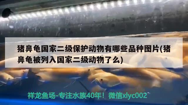 豬鼻龜國家二級保護動物有哪些品種圖片(豬鼻龜被列入國家二級動物了么) 豬鼻龜百科