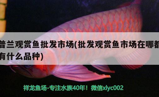 普蘭觀賞魚批發(fā)市場(批發(fā)觀賞魚市場在哪都有什么品種) 觀賞魚批發(fā)