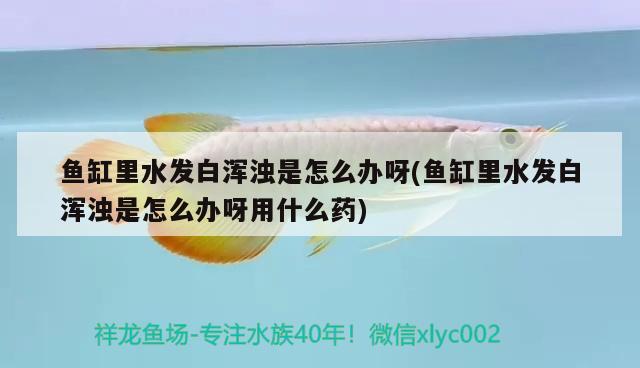 魚缸里水發(fā)白渾濁是怎么辦呀(魚缸里水發(fā)白渾濁是怎么辦呀用什么藥) 申古三間魚