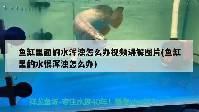 魚缸里面的水渾濁怎么辦視頻講解圖片(魚缸里的水很渾濁怎么辦) 撒旦鴨嘴魚