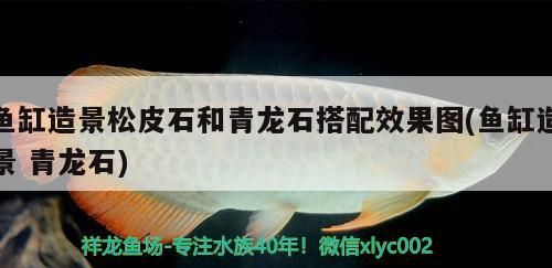 魚缸造景松皮石和青龍石搭配效果圖(魚缸造景青龍石)