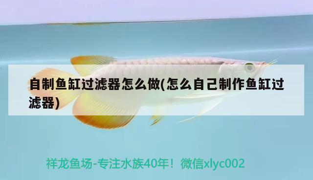 自制魚缸過濾器怎么做(怎么自己制作魚缸過濾器) 喂食器