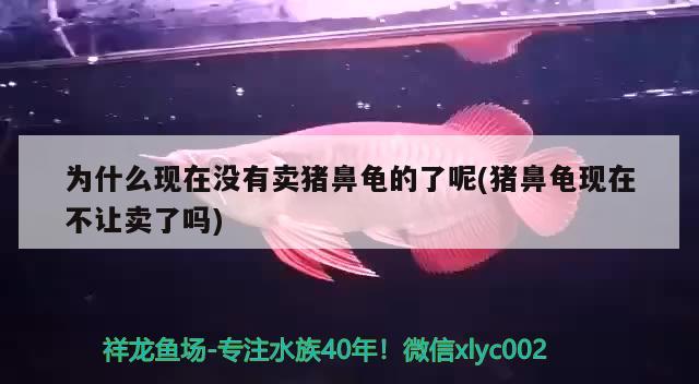 為什么現(xiàn)在沒有賣豬鼻龜?shù)牧四?豬鼻龜現(xiàn)在不讓賣了嗎) 豬鼻龜